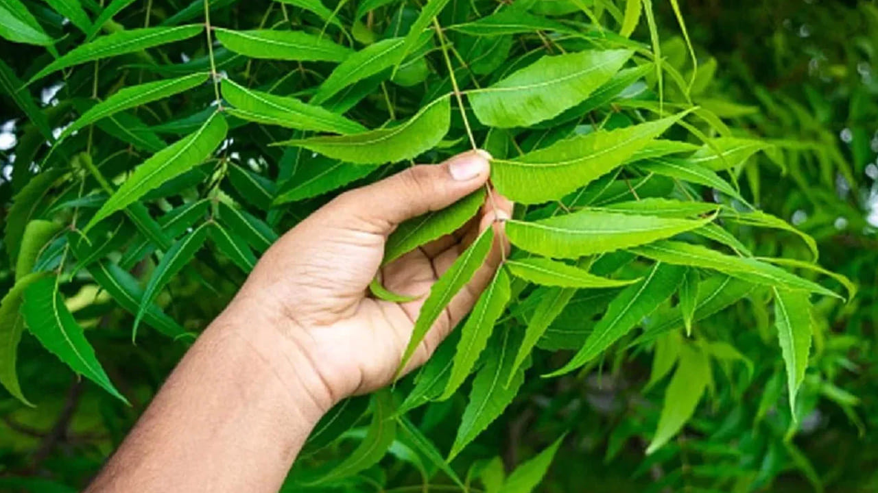 వేప మొక్క (Neem Plant): వేప చెట్టు ఎంతటి గొప్ప క్రిమినాశకారి అనేది మనందరికీ తెలిసిందే. ఇంటి ఆవరణలో వేప మొక్కను పెంచడం వల్ల దోమల సంఖ్య చాలా వరకు తగ్గుతుంది. స్థలం లేని వారు కుండీలలో చిన్న వేప మొక్కలను కూడా పెంచుకోవచ్చు. సాయంత్రం వేళల్లో కొన్ని ఎండిన వేప ఆకులను కాల్చడం వల్ల వచ్చే పొగకు దోమలు క్షణాల్లో పారిపోతాయి.