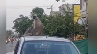 కారు నాదే అంటున్న కొండముచ్చు..ఎంత దర్జాగా కూర్చుందో..