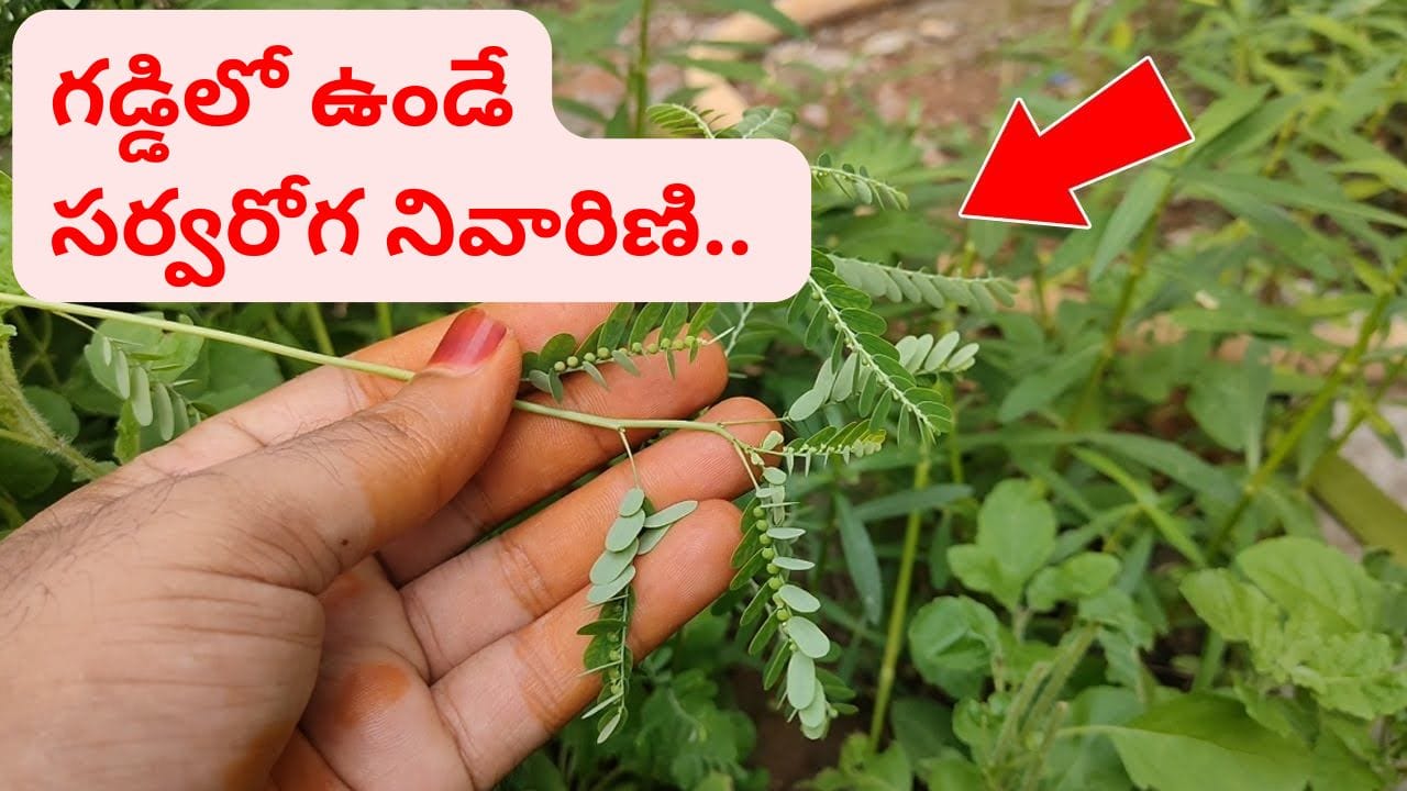 పిచ్చి మొక్క అని పీకి పారేయకండి.. ఇదొక అద్భుతమైన ఔషధ నిధి.. ఆ రోగాలు ఫటాఫట్..