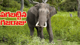 14 ఏళ్లకు తిరిగి వచ్చిన ఫ్యామిలీని చంపిన ఏనుగు..!