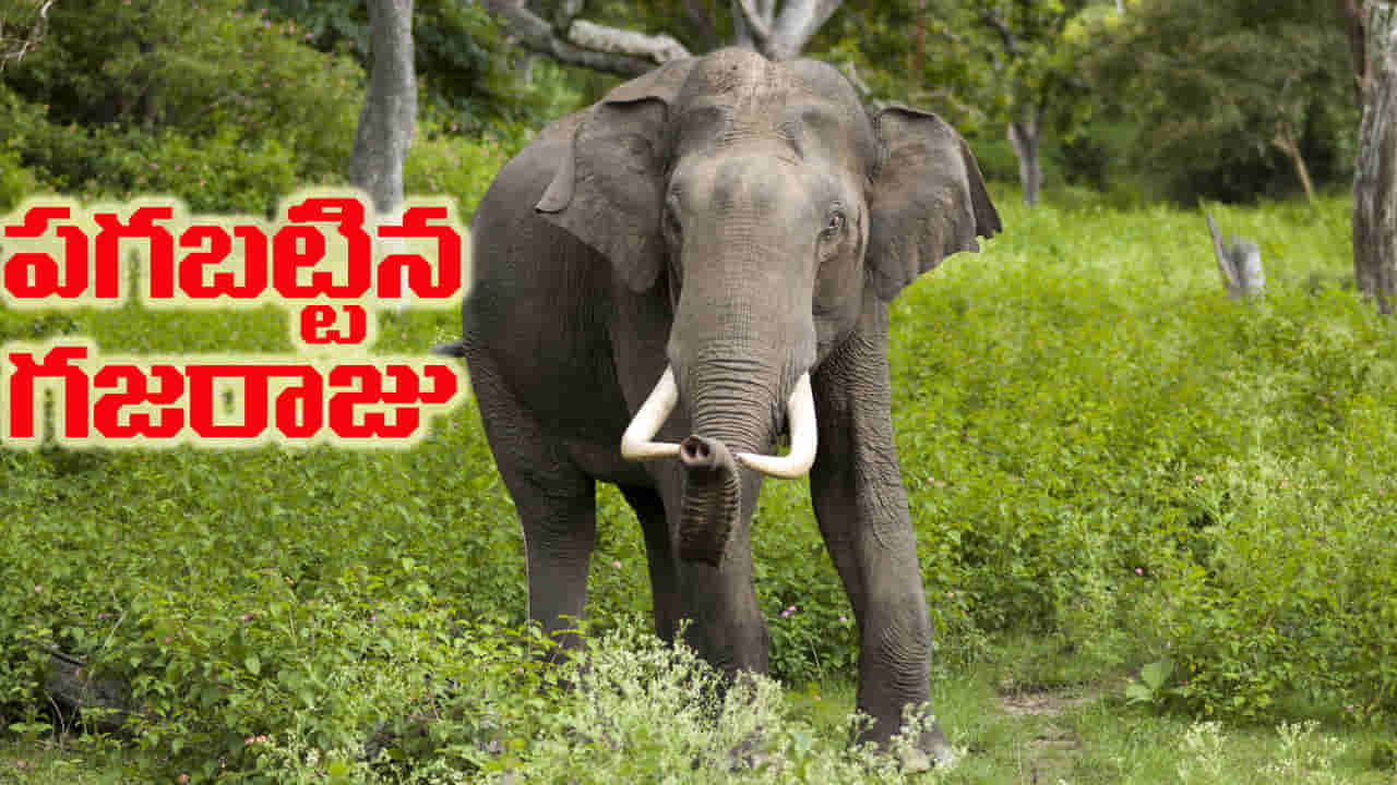 ఏనుగులు పగబడతాయా..? గ్రామం మారినా వెంటాడింది.. 14 ఏళ్లలో ఒకే కుటుంబానికి చెందిన నలుగురిని చంపిన ఏనుగు!