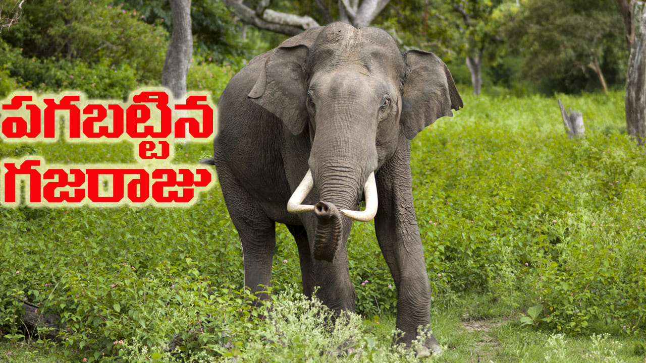 ఏనుగులు పగబడతాయా..? గ్రామం మారినా వెంటాడింది.. 14 ఏళ్లలో ఒకే కుటుంబానికి చెందిన నలుగురిని చంపిన ఏనుగు!