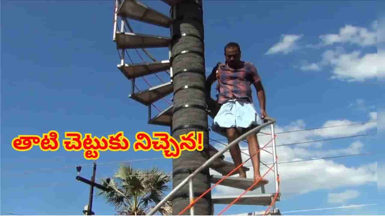 నాన్నకు ప్రేమతో తాటి చెట్టుకు నిచ్చేన..55 అడుగుల ఎత్తు హాయిగా ఎక్కిదిగేయొచ్చు..!
