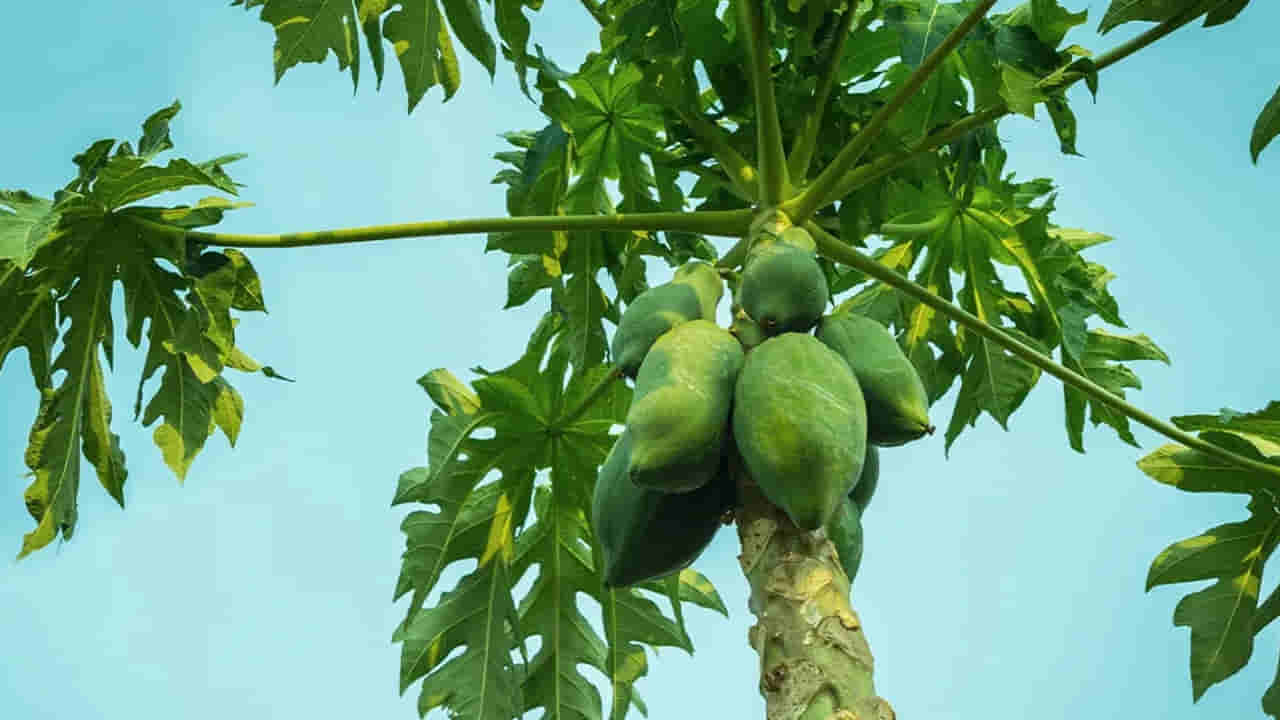 Papaya Leaves: బొప్పాయి ఆకులతో క్యాన్సర్కు చికిత్స చేయడం సాధ్యమేనా? చర్చకు దారితీసిన అధ్యయనం!