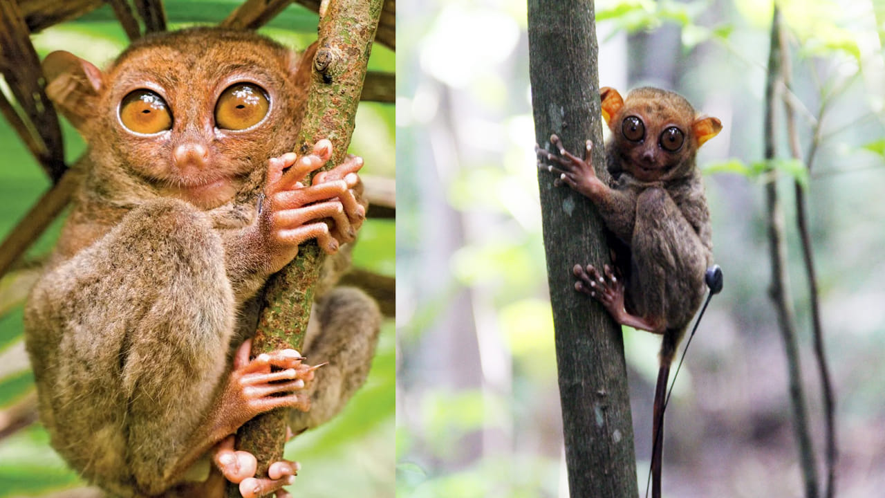 philippine-tarsier-facts.jpg