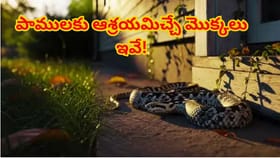 మీ ఇంటి ఆవరణలో ఈ మొక్కలు ఉంటే జాగ్రత్త.. పాములు ఖచ్చితంగా వస్తాయి