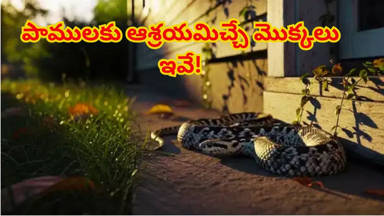 మీ ఇంటి ఆవరణలో ఈ 5 మొక్కలు ఉంటే జాగ్రత్త.. పాములు ఖచ్చితంగా లోపలికి వస్తాయి!