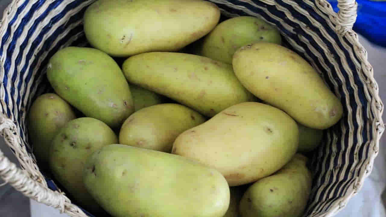 Potatoes: బంగాళాదుంపలు ఆకుపచ్చగా మారితే ఏం చేయాలి? తినడానికి సురక్షితమా లేక విషపూరితమా?