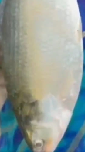 Pulasa Fish: తొలి పులస వచ్చేసింది.. వేలంలో ఎంత ధర పలికిందంటే..?