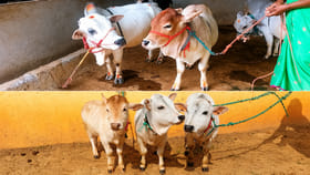 పుంగనూరు జాతి ఆవులు గురించి మీకు తెలియని ఆసక్తికర విషయాలు..