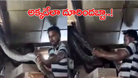 స్వీట్స్ షాపు సీలింగ్‌లో దూరిన 8 అడుగుల కొండచిలువ..!