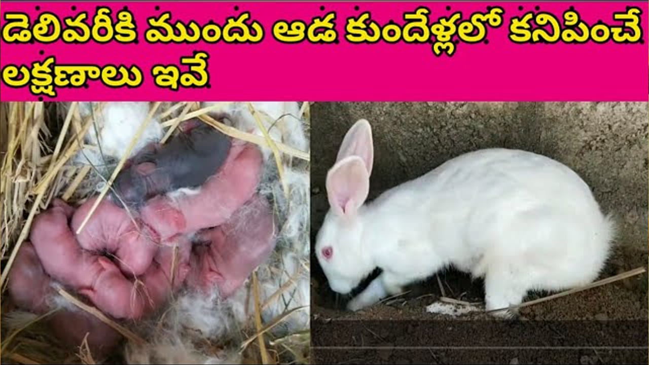 గర్భిణీ కుందేలులో డెలివరీకి ముందు కనిపించే లక్షణాలు ఇవే – పూర్తి వివరాలు