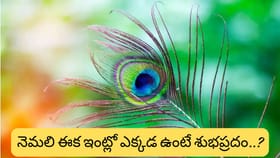 రాహు దోషం వేధిస్తోందా? నెమలి ఈకతో ఈ ఒక్క పని చేస్తే శుభ ఫలితాలు..