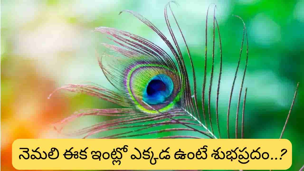 Rahu Dosha: రాహు దోషం వేధిస్తోందా? నెమలి ఈకతో ఈ ఒక్క పని చేస్తే శుభ ఫలితాలు కలుగుతాయట!