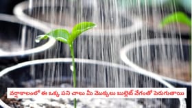 వర్షాకాలంలో ఈ ఒక్క పని చాలు మీ మొక్కలు బుల్లెట్ వేగంతో పెరుగుతాయి