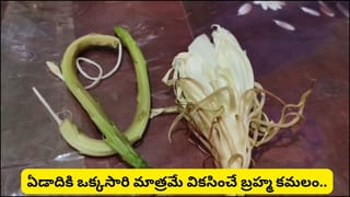 తొలి ఏకాదశి రోజున వికసించిన అరుదైన బ్రహ్మ కమలం.. భక్తురాలి ఇంట్లో మూడు పుష్పాలు పూసి ఆశ్చర్యం!