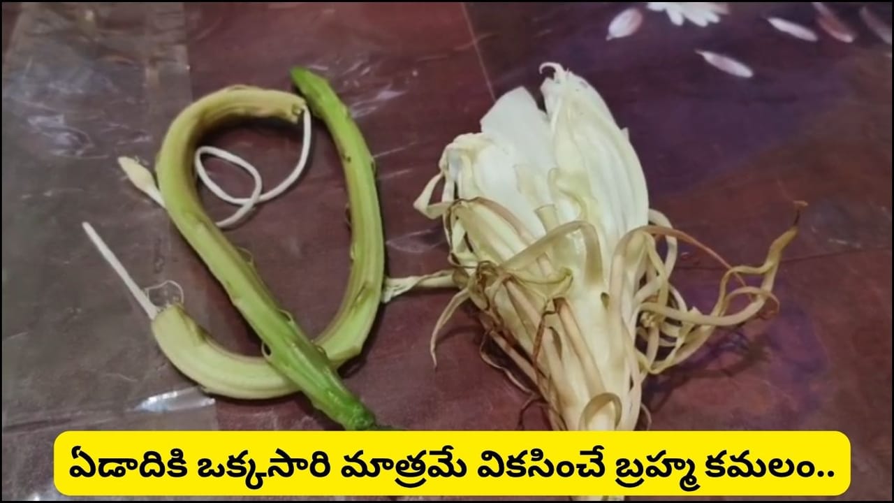 తొలి ఏకాదశి రోజున వికసించిన అరుదైన బ్రహ్మ కమలం.. భక్తురాలి ఇంట్లో మూడు పుష్పాలు పూసి ఆశ్చర్యం!