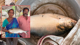 తొలి పులస చిక్కిందోచ్..!