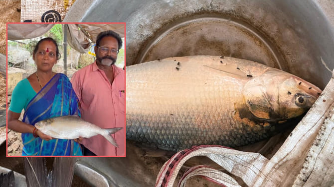 తొలి పులస చిక్కిందోచ్..!