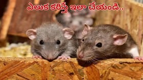 ఎలుక కరిస్తే వెంటనే ఇలా చేయండి.. పొరపాటున ఈ తప్పులు చేస్తే..