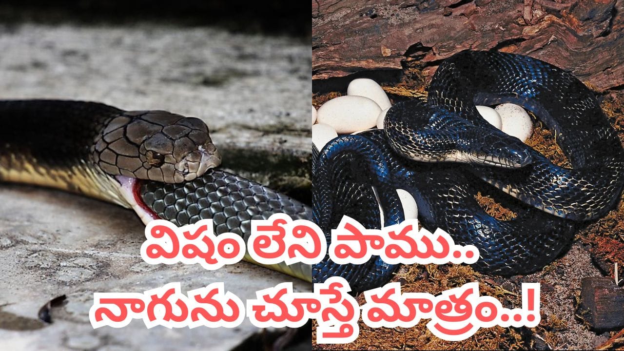 Video: ఒంట్లో ఒక్క చుక్క విషం లేదు.. నాగుపాములు కనిపిస్తే చంపి, మింగేస్తది.. వణుకే పుట్టించే వేట..! | How non venomous king rat snake hunts dangerous poisonous cobras vipers