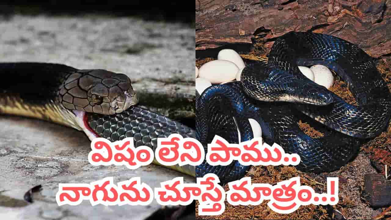 ఒంట్లో ఒక్క చుక్క విషం లేదు.. నాగుపాములు కనిపిస్తే చంపి, మింగేస్తది.. వణుకే పుట్టించే వేట..!