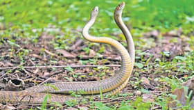 జెర్రిపోతు పాము రైతులకు చేసే మేలు ఇదా..?