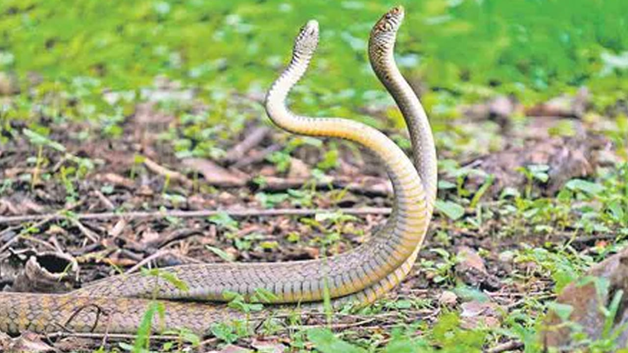 జెర్రిపోతు పాము రైతులకు ఇంత మంచి చేస్తుందా? అసలు నిజం తెలిస్తే ఆశ్చర్యపోతారు!