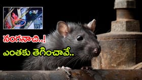 దొంగ ఎలుక.. రాత్రికి వచ్చి గోల్డ్‌ నగలు ఎలా ఎత్తుకుపోతుందో చూడండి