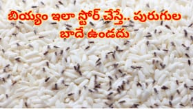 బియ్యానికి పురుగులు పట్టాయి.. ఇలా సింపుల్‌గా తరిమికొట్టండి