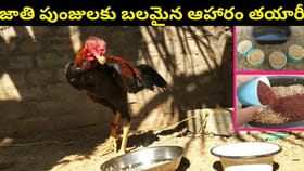 కోడి పుంజులకు ఈ దాణా వేస్తే.. ఇక తిరుగుండదు