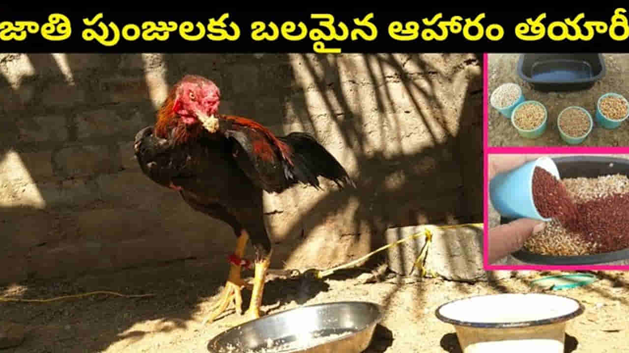 Roosters: జాతి కోడి పుంజులకు ఈ దాణా వేస్తే కుమ్మి పడేస్తాయి అంతే..