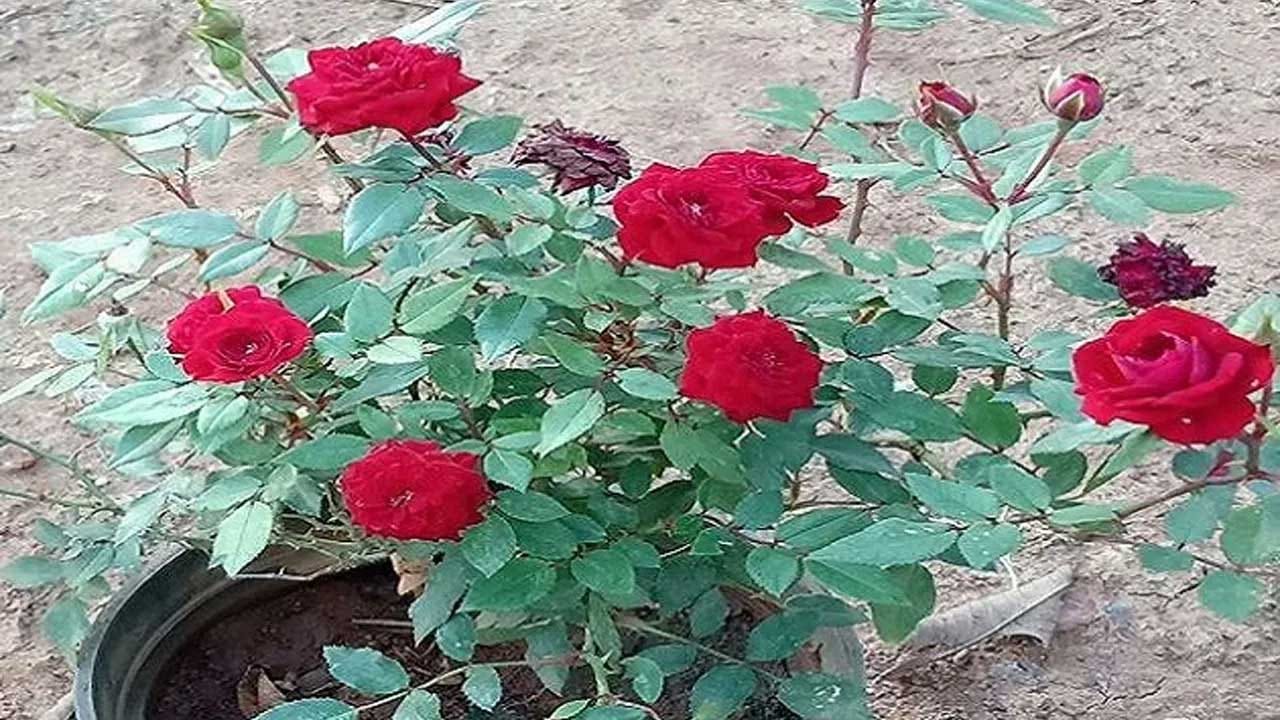 వాస్తు శాస్త్రం ప్రకారం, ఇంటిలో గులాబీ మొక్క నాటుకోవడం చాలా మంచిది. దీని వలన అదృష్టం కలిసిరావడమే కాకుండా, ఆనందం శ్రేయస్సు కూడా నెలకుంటుంది. అంతే కాకుండా ఇంటిలో గులాబీ చెట్టు ఉంటే, ఇంటిలోని కుటుంబ సభ్యుల మధ్య కూడా సఖ్యత నెలకొంటుందంట.అందుకే చాలా మంది తమ ఇంటిలో గులాబీ మొక్కను నాటుకుంటారు. 