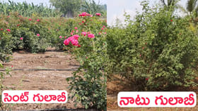 సెంట్ గులాబీ, నాటు గులాబీ.. ఏది సాగు చేస్తే బెటర్..