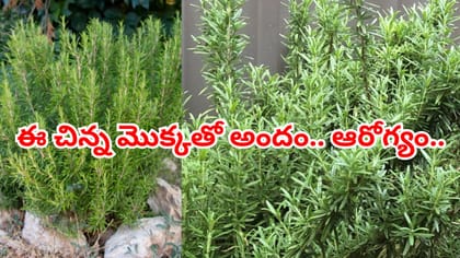 రోజ్మెరీతో అందం.. ఆరోగ్యం.. ఒక్కసారి నాటితే 30 ఏళ్లు బతుకుతుంది..