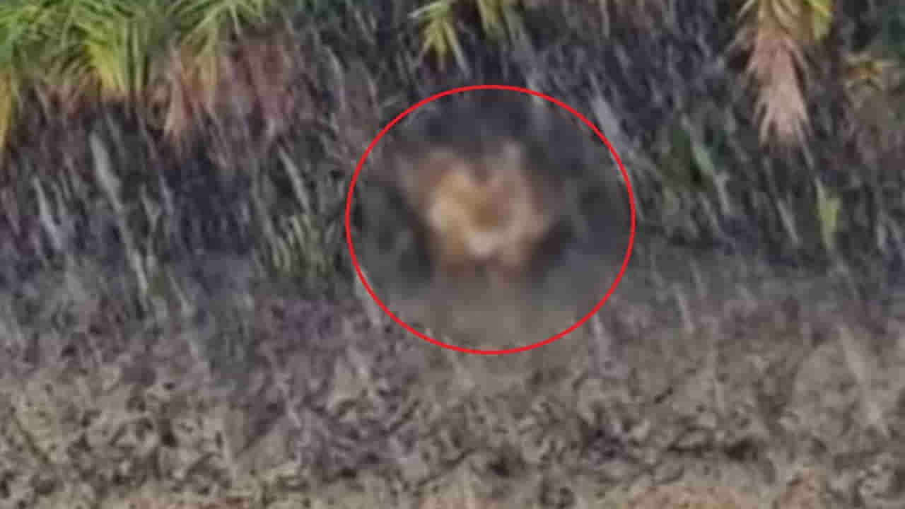 Viral Video: భారీ వర్షంలో పొదల మాటున ఏదో వింత ఆకారం.. కెమెరా జూమ్ చేయగా గుండె గుభేల్