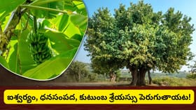 వారంలో ఏ రోజున ఏ చెట్టును పూజించాలి? ఈ వృక్షారాధనతో ధనం, ఆరోగ్యం