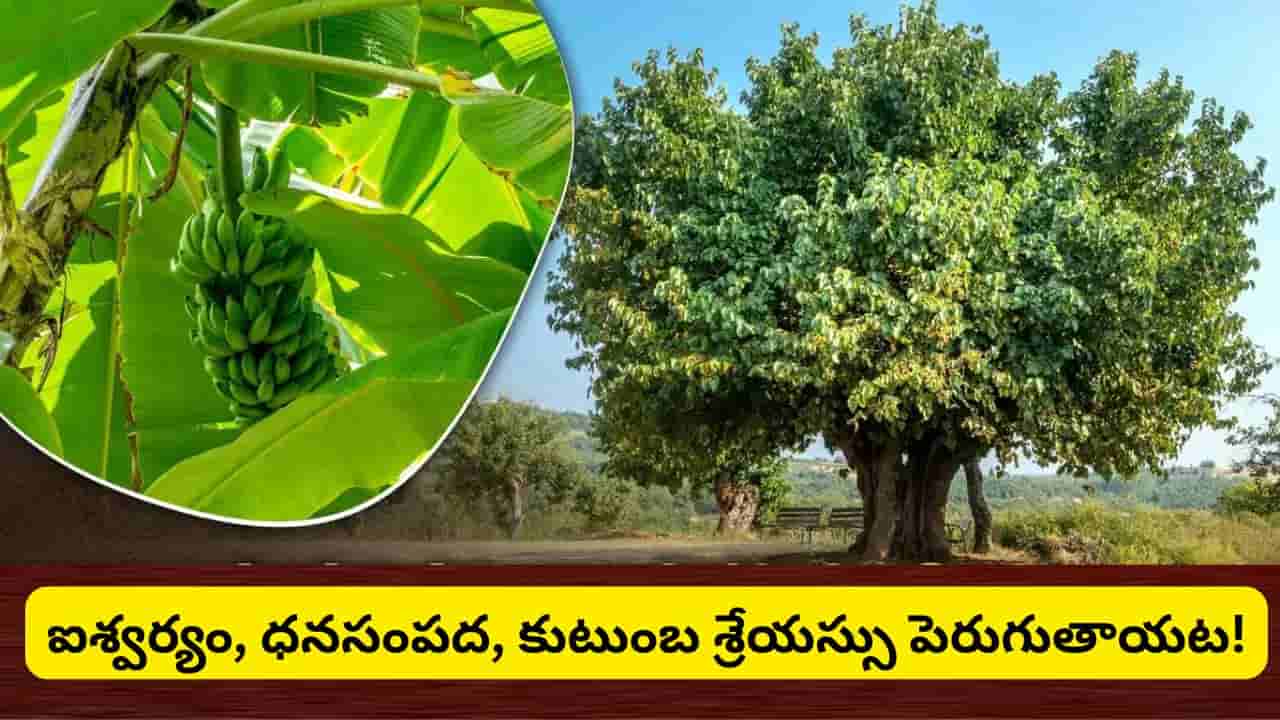 వారంలో ఏ రోజున ఏ చెట్టును పూజించాలి? ఈ వృక్షారాధనతో ధనం, ఆరోగ్యం, శని దోషాల నుంచి ఉపశమనం!