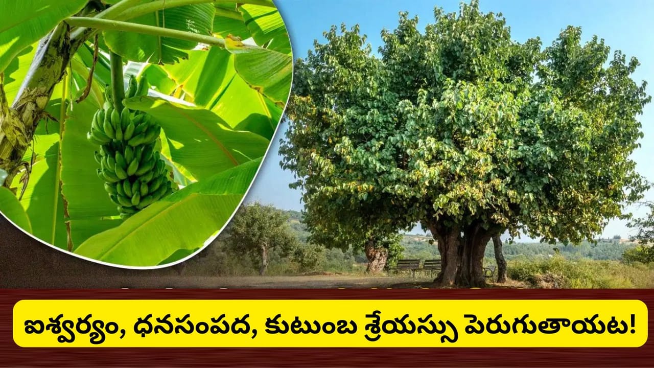 వారంలో ఏ రోజున ఏ చెట్టును పూజించాలి? ఈ వృక్షారాధనతో ధనం, ఆరోగ్యం, శని దోషాల నుంచి ఉపశమనం!