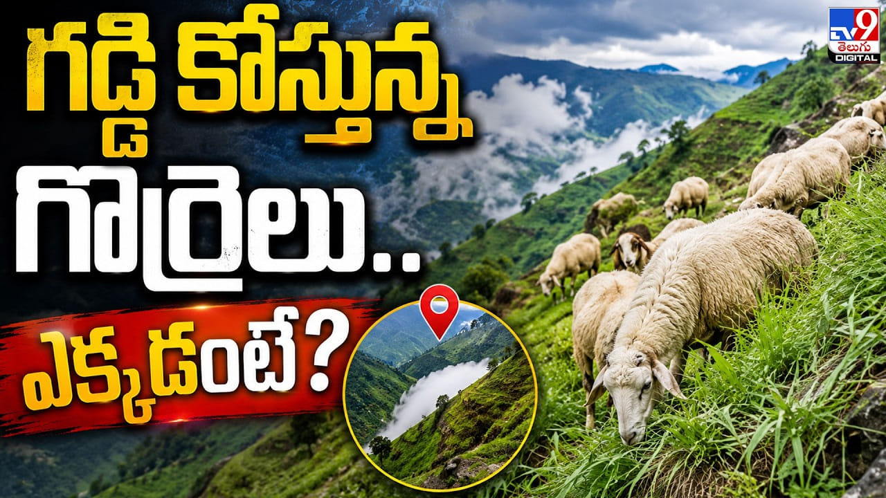 Viral Video: గడ్డికోస్తున్న గొర్రెలు.. ఎక్కడంటే ? Viral Video: గడ్డికోస్తున్న గొర్రెలు.. ఎక్కడంటే ?