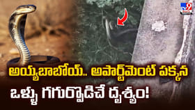 అయ్యబాబోయ్‌.. అపార్ట్‌మెంట్ పక్కన ఒళ్ళు గగుర్పొడిచే దృశ్యం!