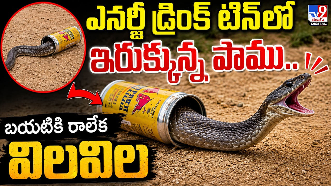 Viral Video: ఎనర్జీ డ్రింక్ టిన్‌లో ఇరుక్కున్న పాము.. బయటికి రాలేక విలవిల | Snake Rescued After Getting Head Stuck in Energy Drink Can in Mahabubnagar video tv9d – Viral Videos in Telugu