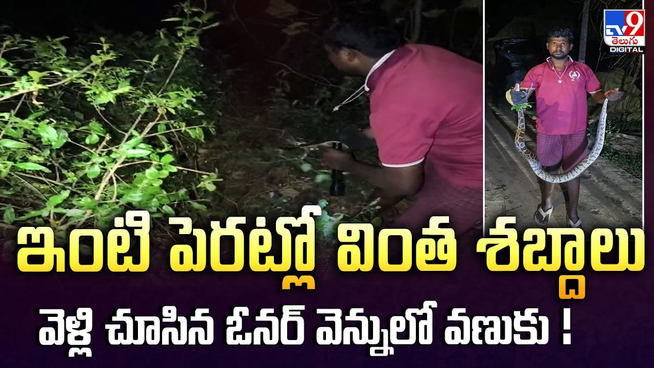 ఇంటి పెరట్లో వింత శబ్దాలు.. వెళ్లి చూసిన ఓనర్ వెన్నులో వణుకు! ఇంటి పెరట్లో వింత శబ్దాలు.. వెళ్లి చూసిన ఓనర్ వెన్నులో వణుకు!