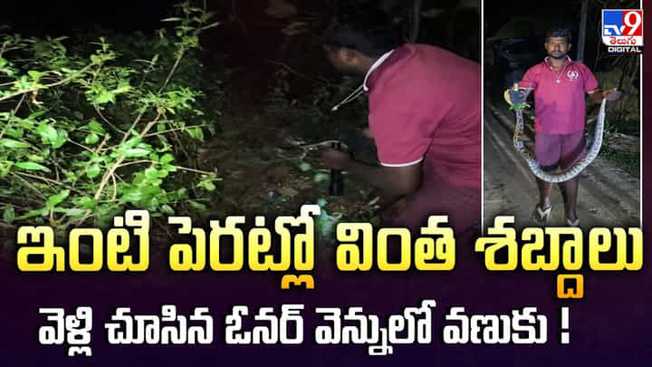 ఇంటి పెరట్లో వింత శబ్దాలు.. వెళ్లి చూసిన ఓనర్ వెన్నులో వణుకు! ఇంటి పెరట్లో వింత శబ్దాలు.. వెళ్లి చూసిన ఓనర్ వెన్నులో వణుకు!