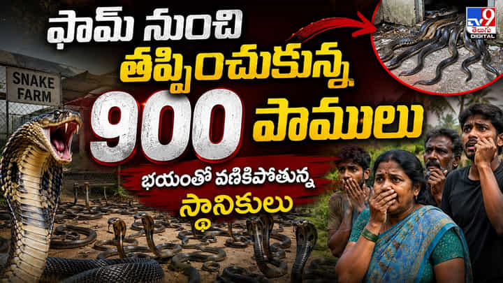 ఫామ్ నుంచి తప్పించుకున్న 900 పాములు భయంతో వణికిపోతున్న స్థానికులు ఫామ్ నుంచి తప్పించుకున్న 900 పాములు భయంతో వణికిపోతున్న స్థానికులు
