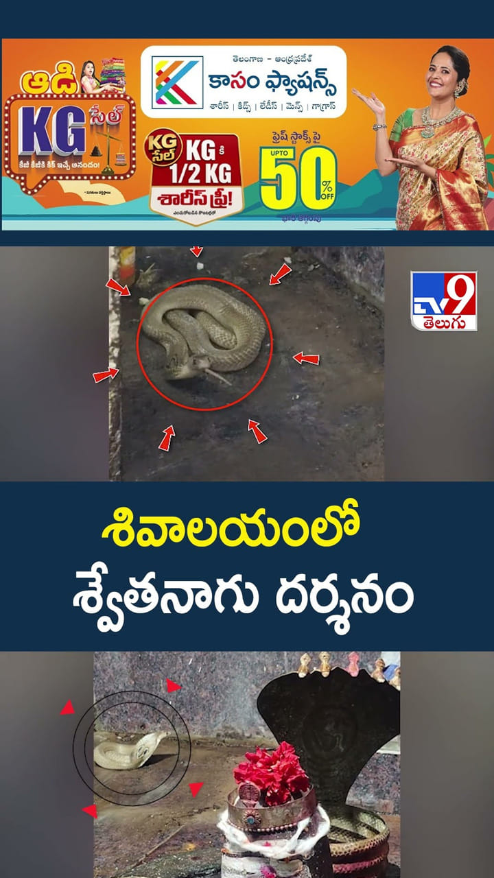 శివాలయంలో శ్వేతనాగు దర్శనం
