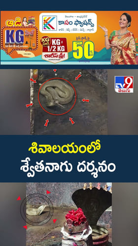 శివాలయంలో శ్వేతనాగు దర్శనం
