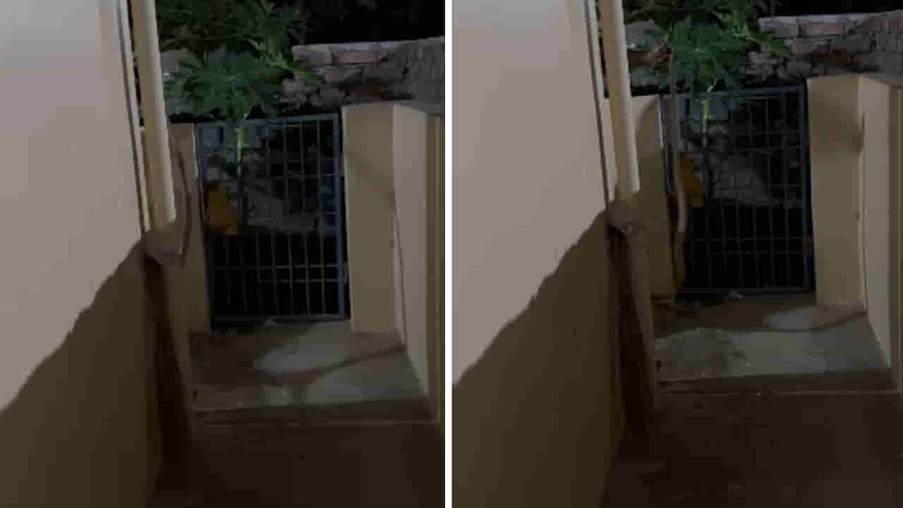 Viral Video: చీకట్లో సరిగా కనిపించలేదు.. ఏంటా అని దగ్గరికెళితే.. ఓర్నాయనో..