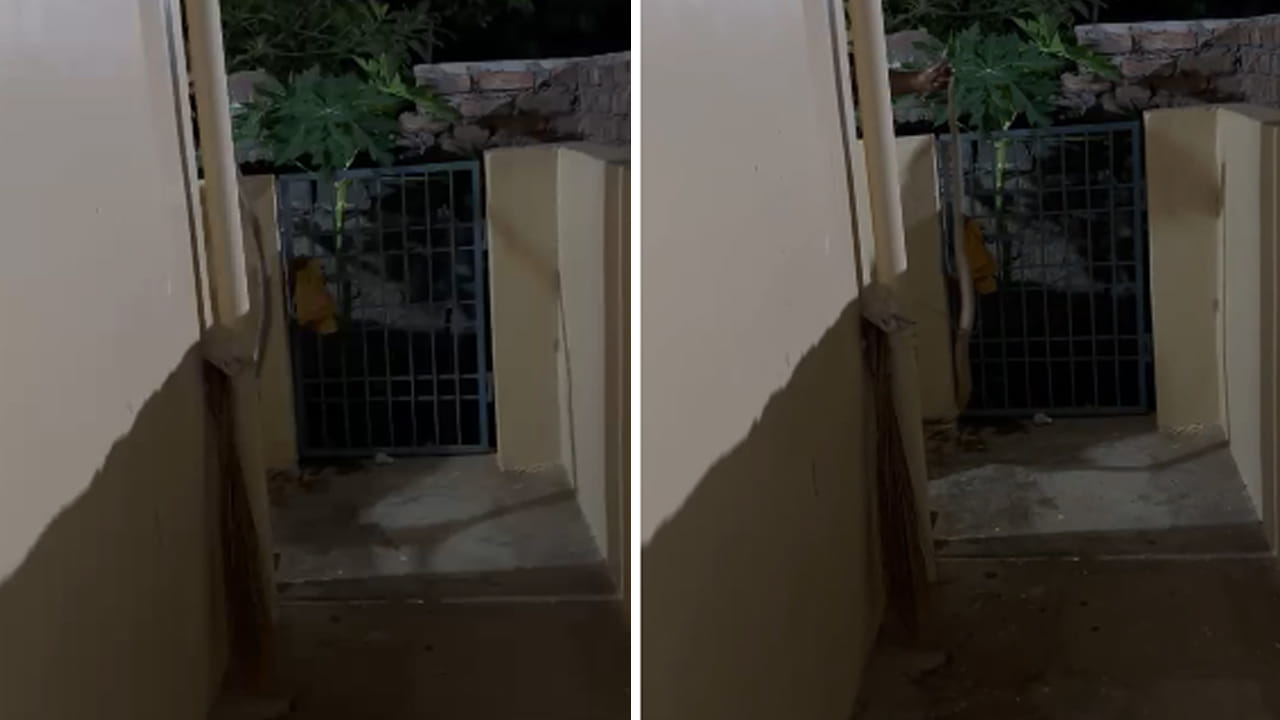 Viral Video: చీకట్లో సరిగా కనిపించలేదు.. ఏంటా అని దగ్గరికెళితే.. ఓర్నాయనో..