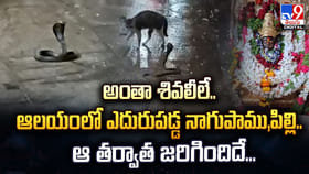 ఆలయంలో ఎదురుపడ్డ నాగుపాము,పిల్లి.. ఆ తర్వాత జరిగిందిదే..